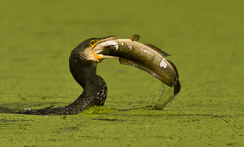 Great Cormorant