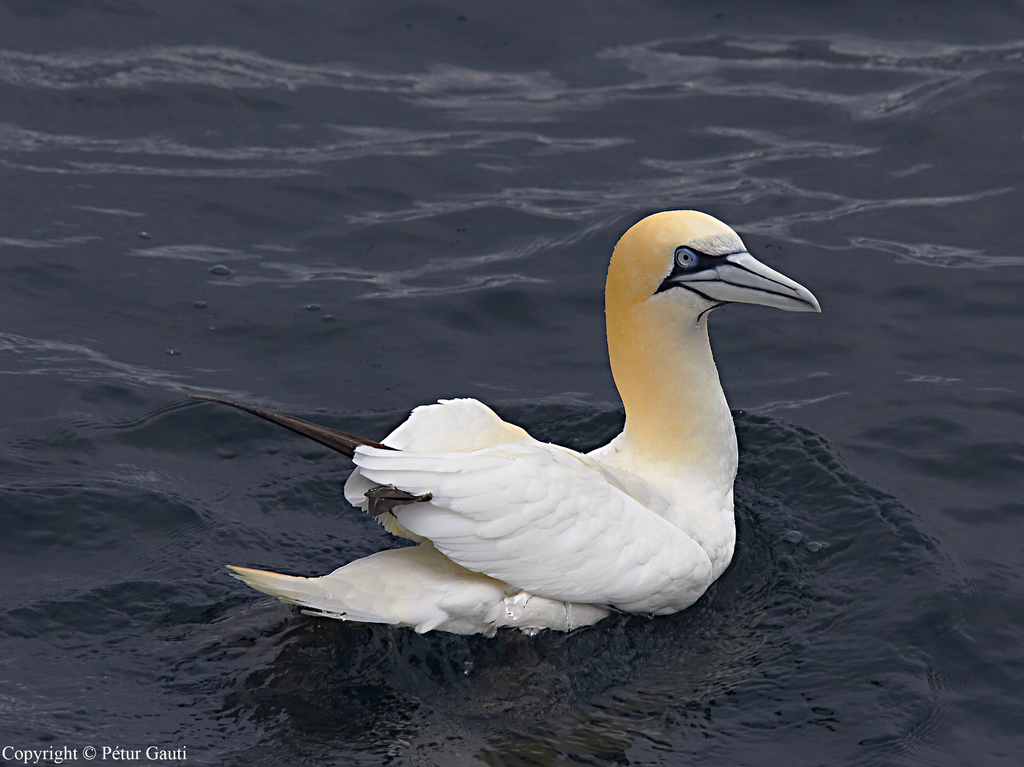 Northern Gannet