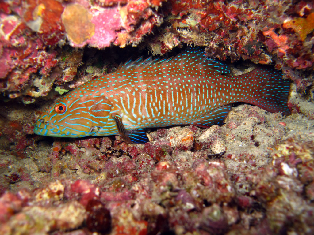 Highfin Coralgrouper
