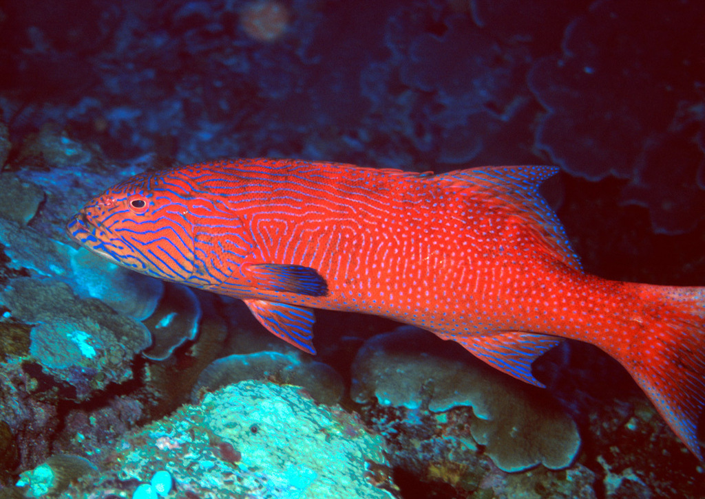 Highfin Coralgrouper