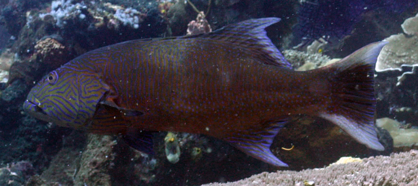 Highfin Coralgrouper