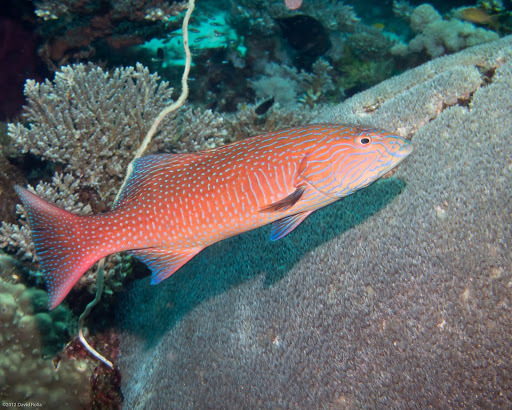 Highfin Coralgrouper