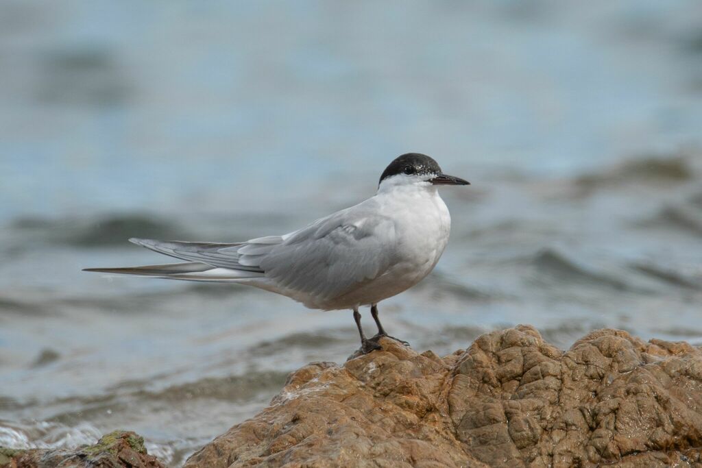 Common Tern