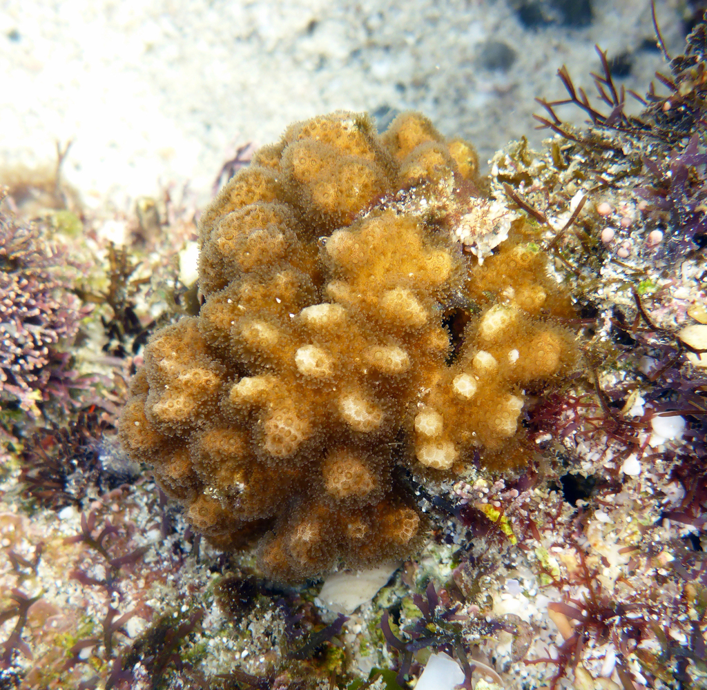 Corail chou-fleur