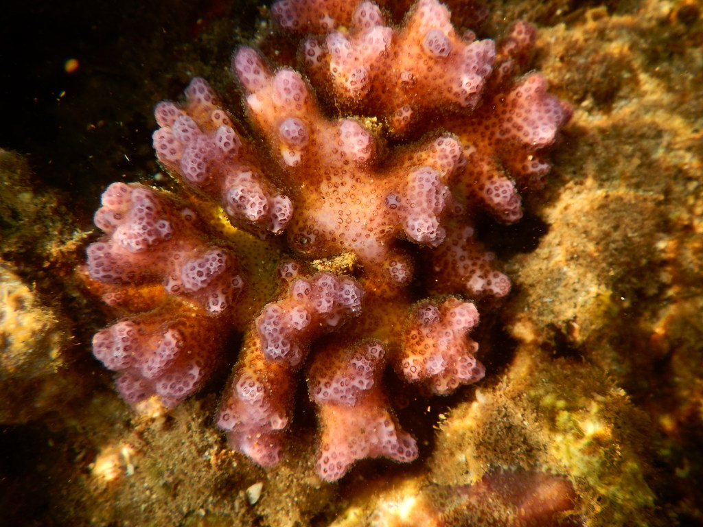 Corail chou-fleur