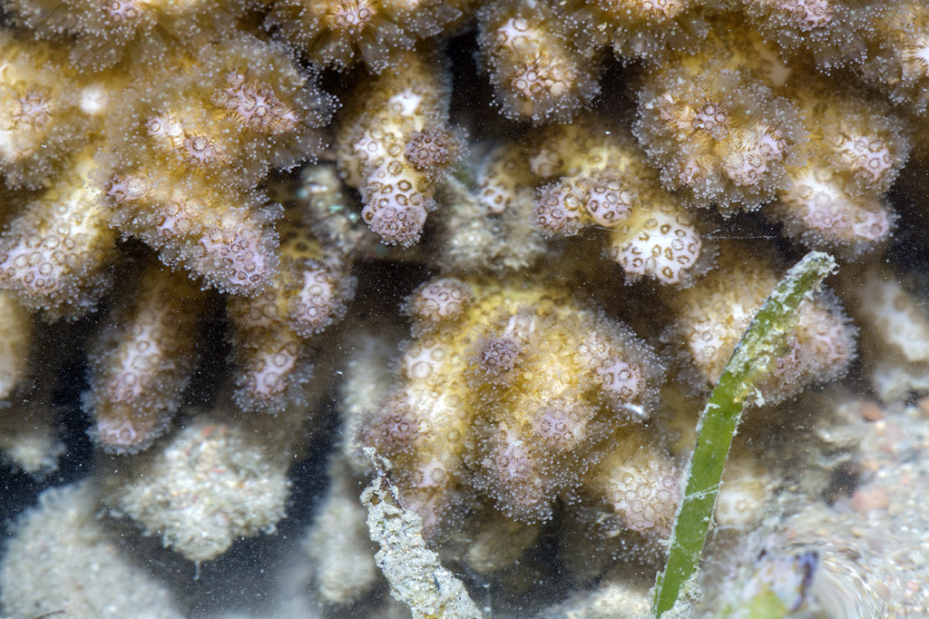Corail chou-fleur