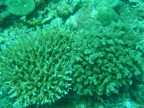 Corail chou-fleur