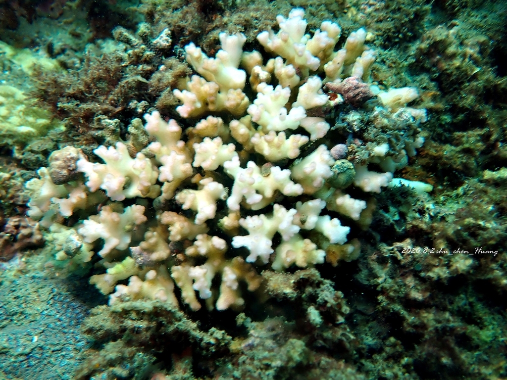 Corail chou-fleur