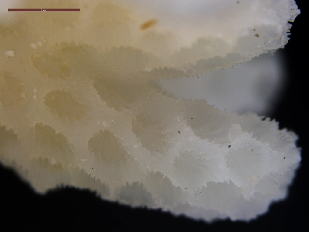 Corail chou-fleur