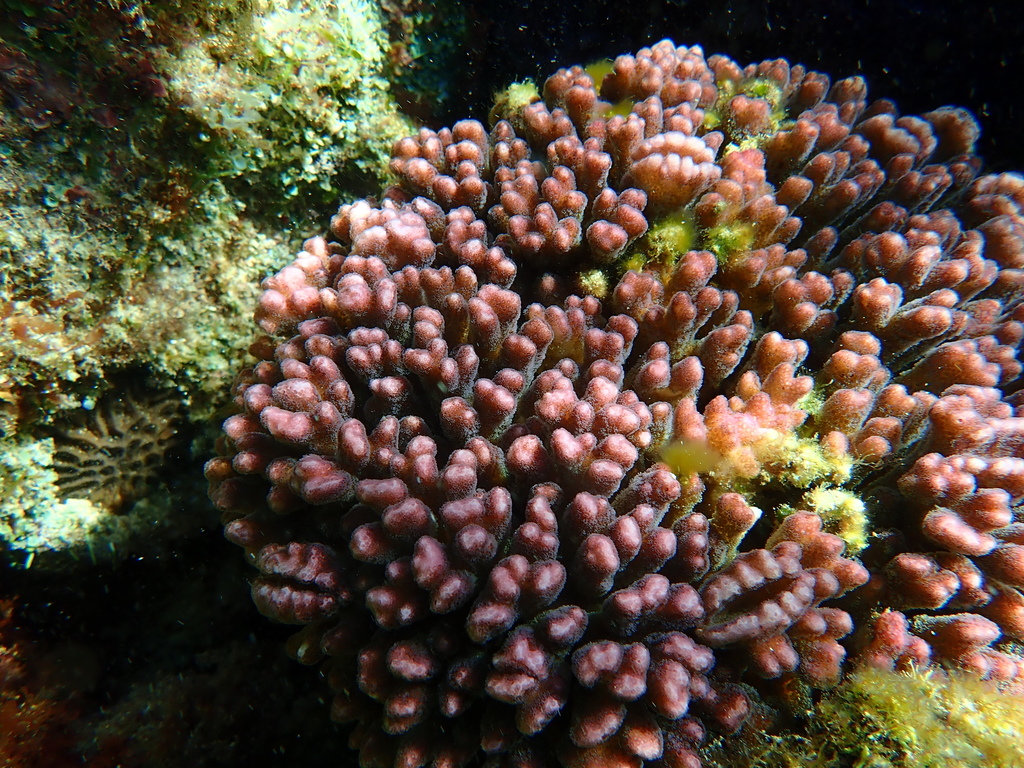 Corail chou-fleur