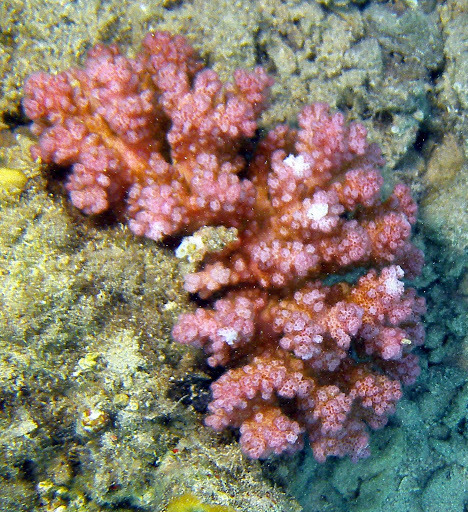 Corail chou-fleur
