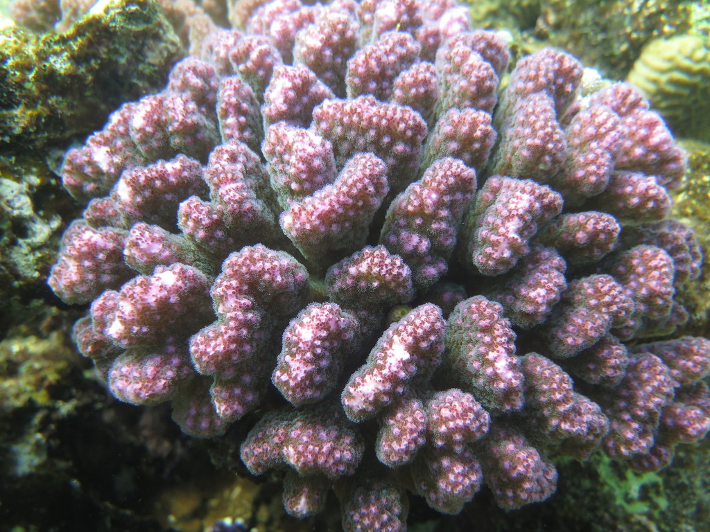 Cauliflower Coral
