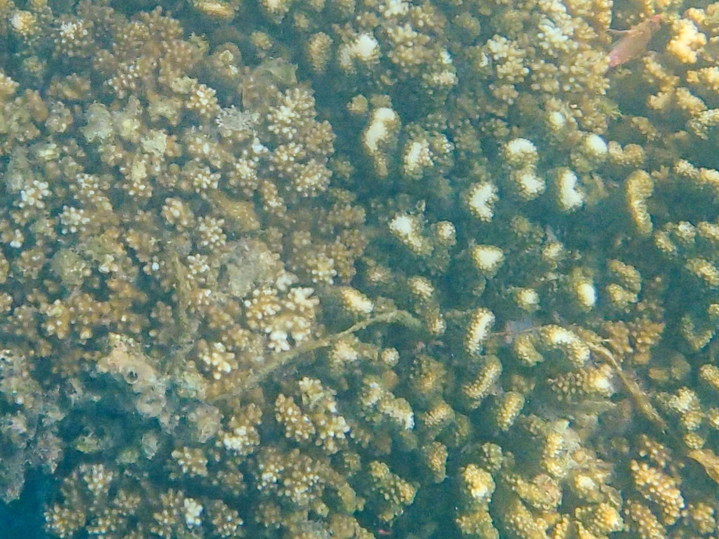 Cauliflower Coral