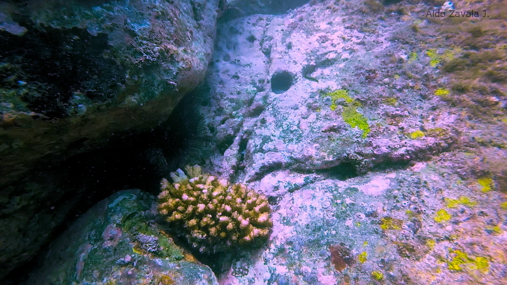 Cauliflower Coral