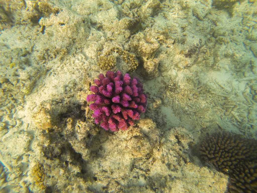 Cauliflower Coral