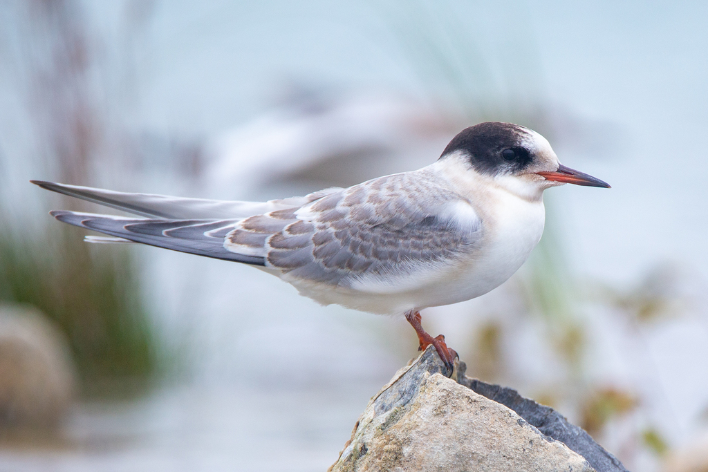 Arctic Tern
