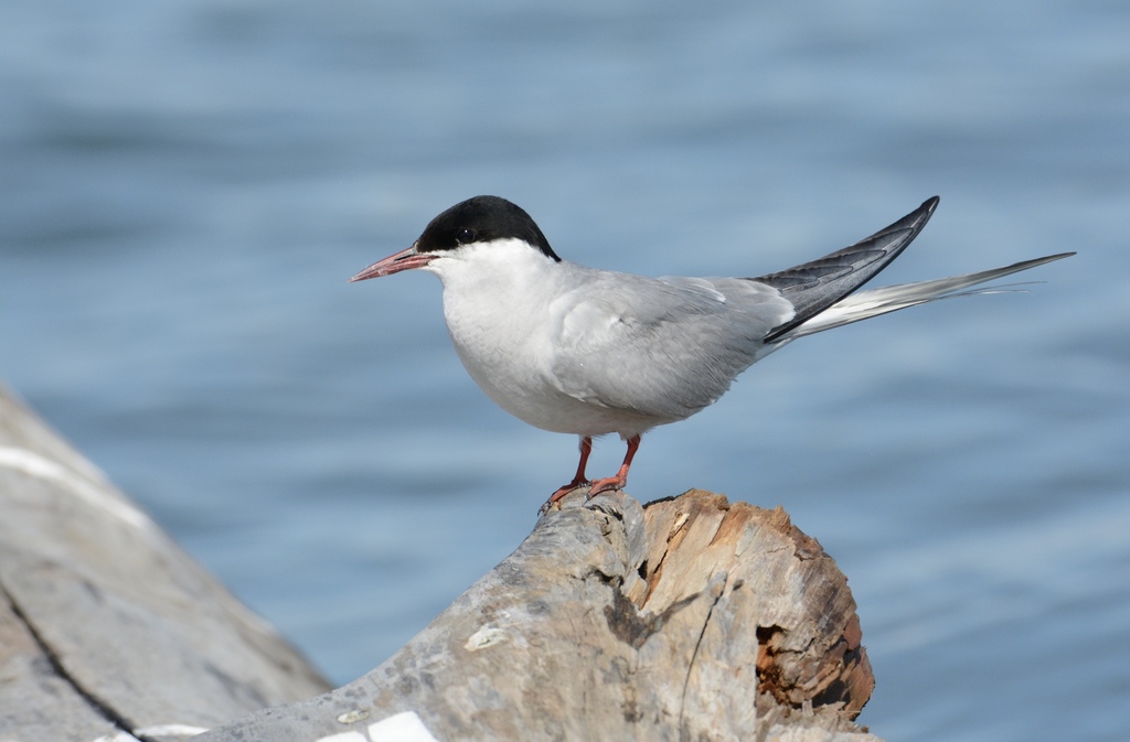 Arctic Tern