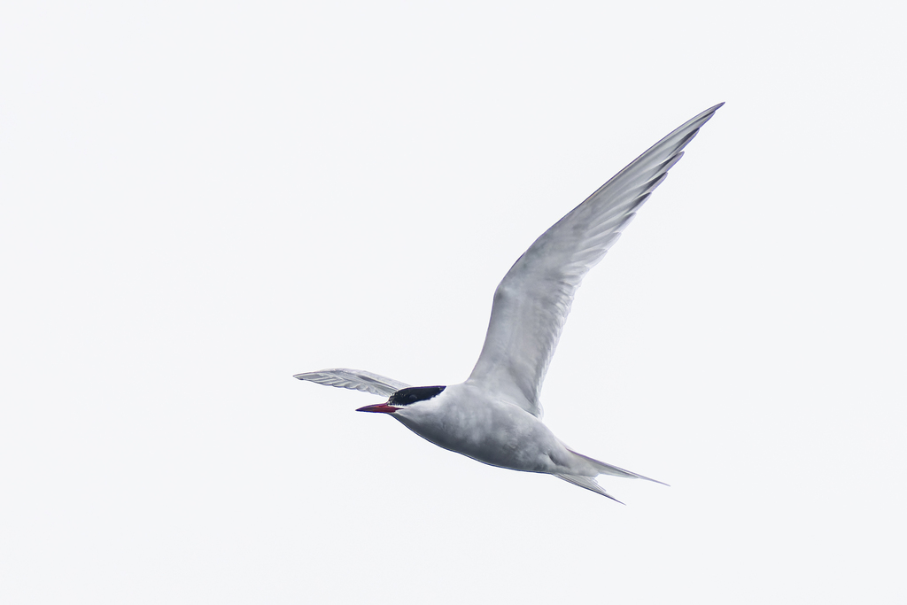 Arctic Tern
