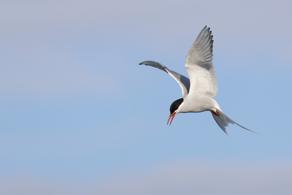 Arctic Tern
