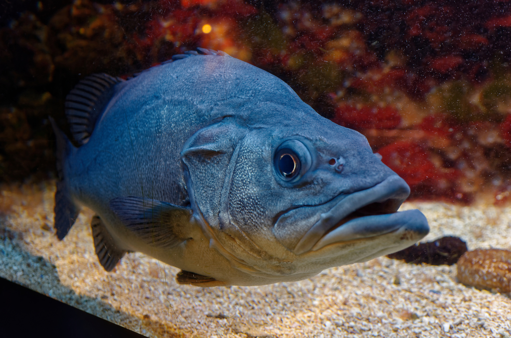Atlantic Wreckfish