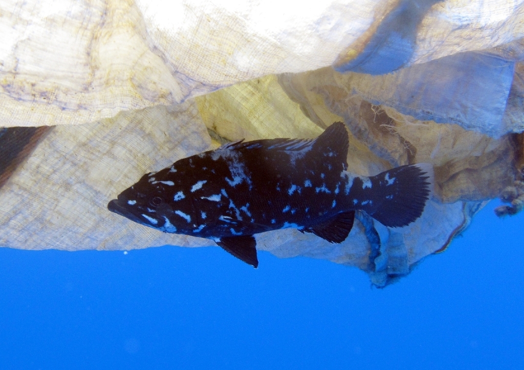 Atlantic Wreckfish