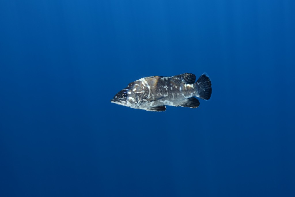 Atlantic Wreckfish