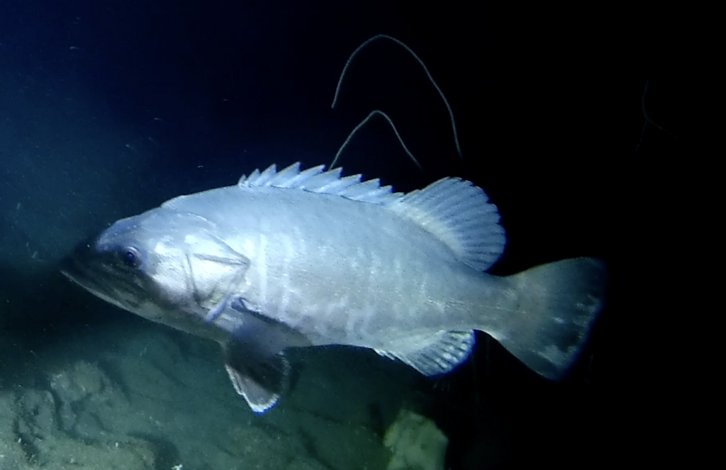 Atlantic Wreckfish