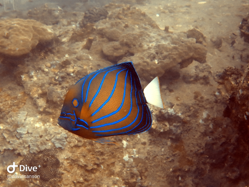 Poisson-ange à anneau