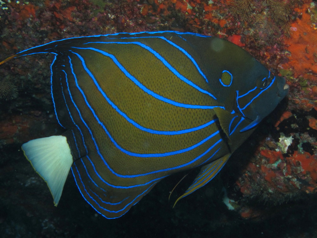 Poisson-ange à anneau