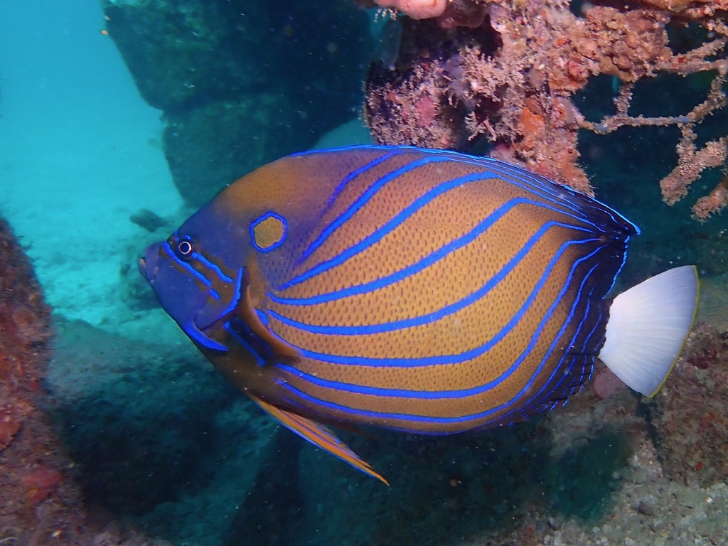 Poisson-ange à anneau