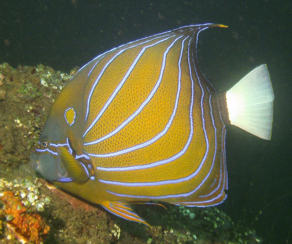 Poisson-ange à anneau