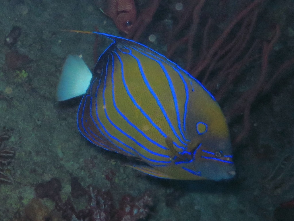 Poisson-ange à anneau