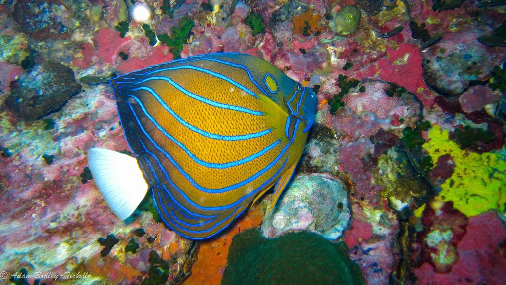 Poisson-ange à anneau