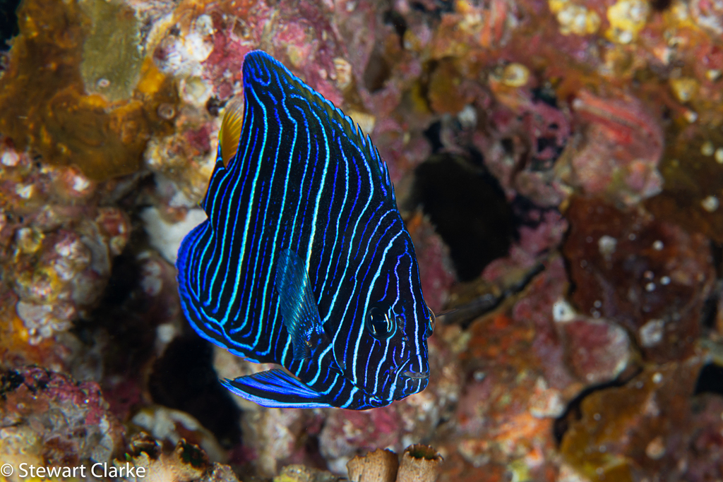 Poisson-ange géographe