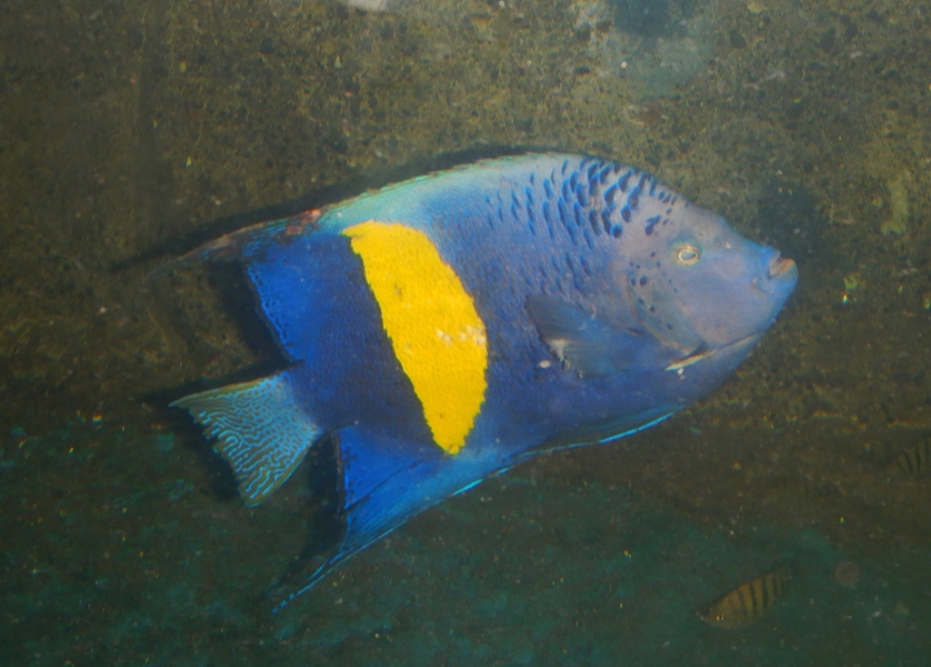 Poisson-ange géographe