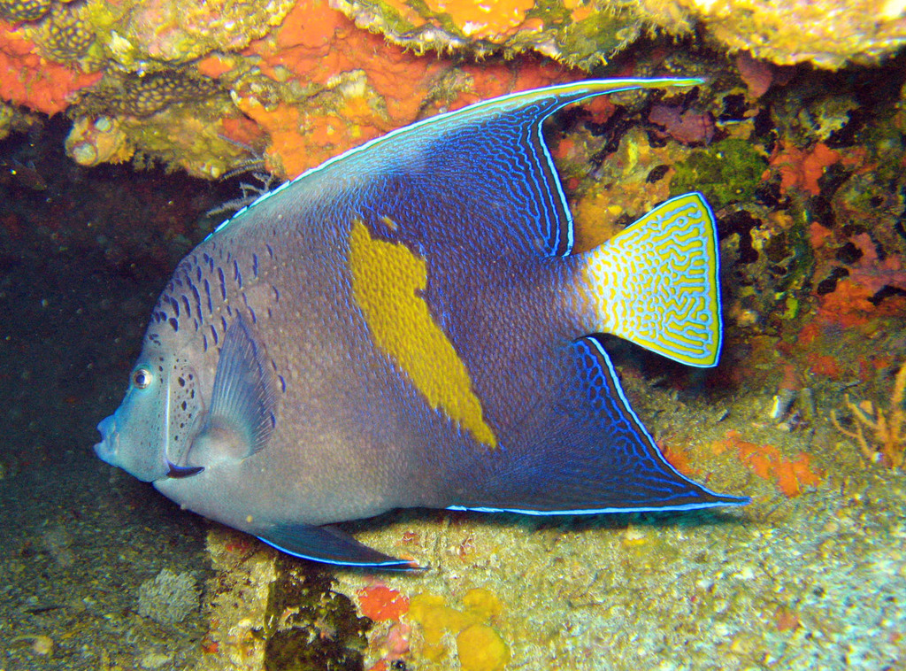 Poisson-ange géographe