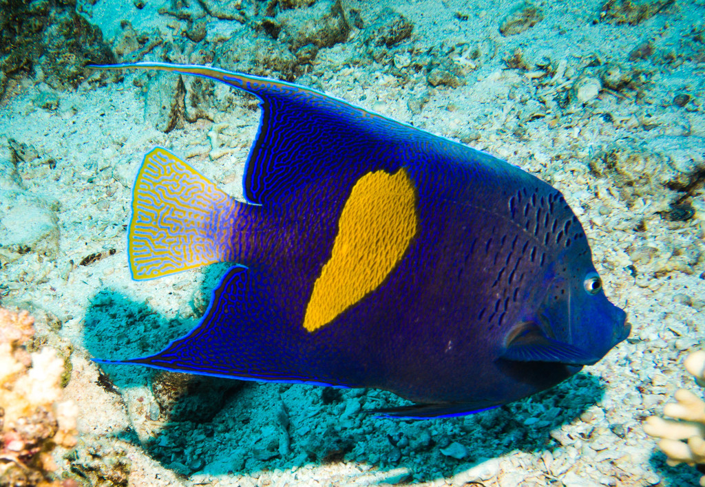 Poisson-ange géographe