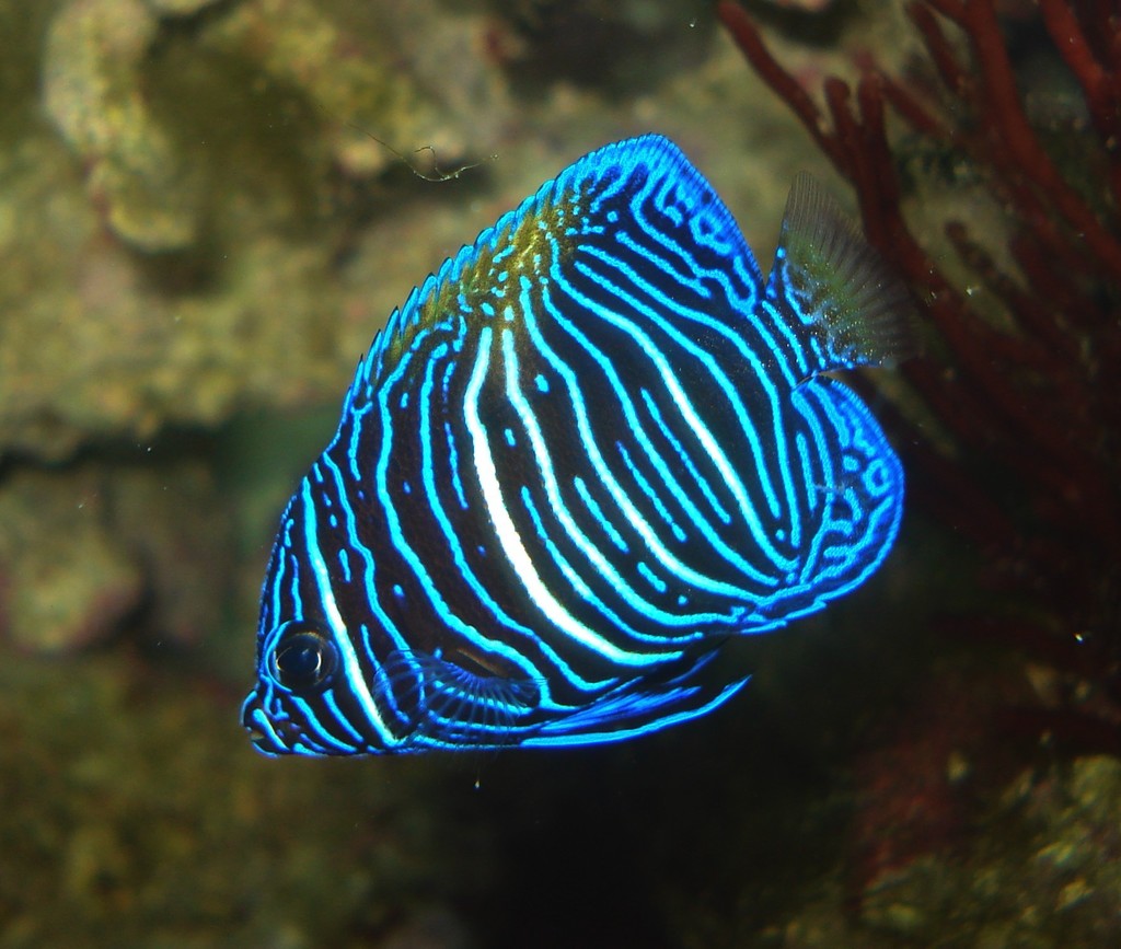 Poisson-ange géographe