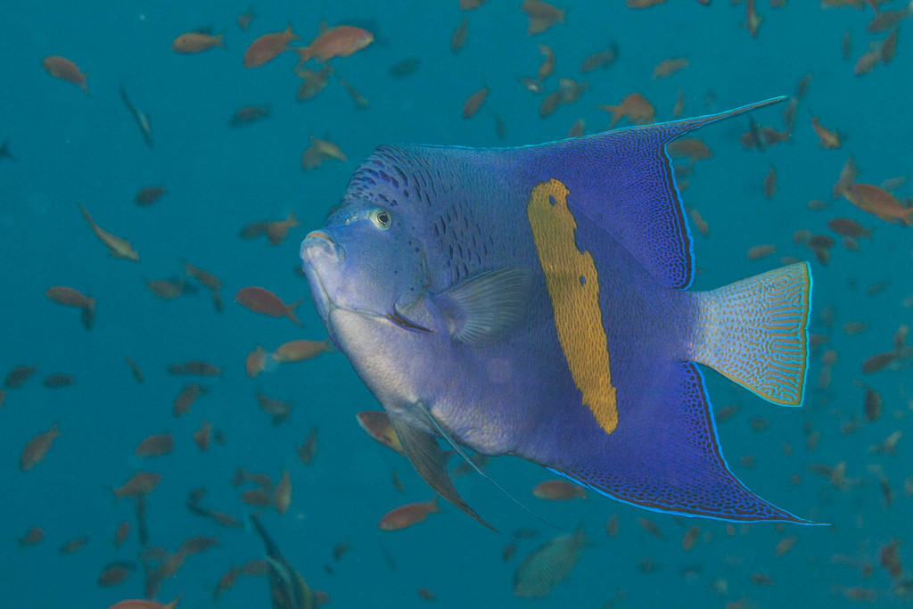 Poisson-ange géographe