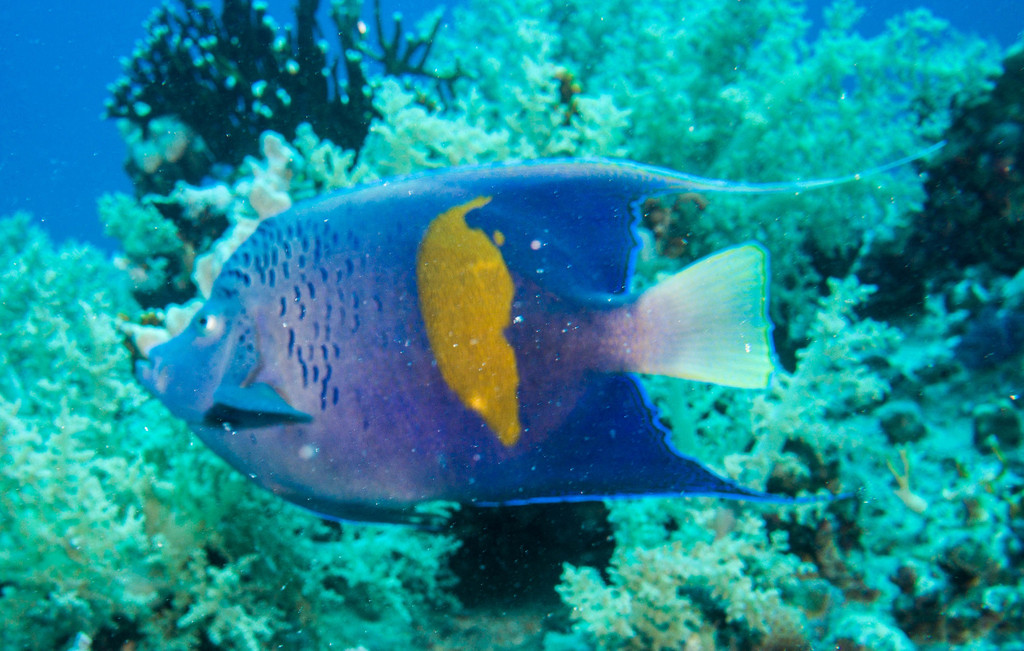 Poisson-ange géographe