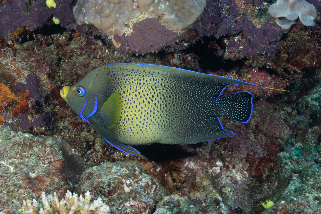 Poisson-ange à demi-cercles