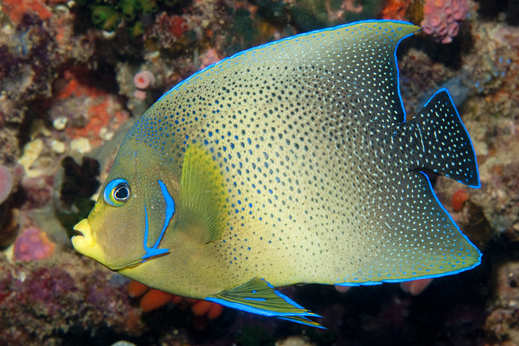Semicircle Angelfish