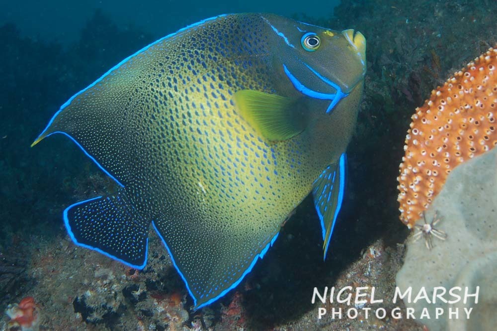 Poisson-ange à demi-cercles