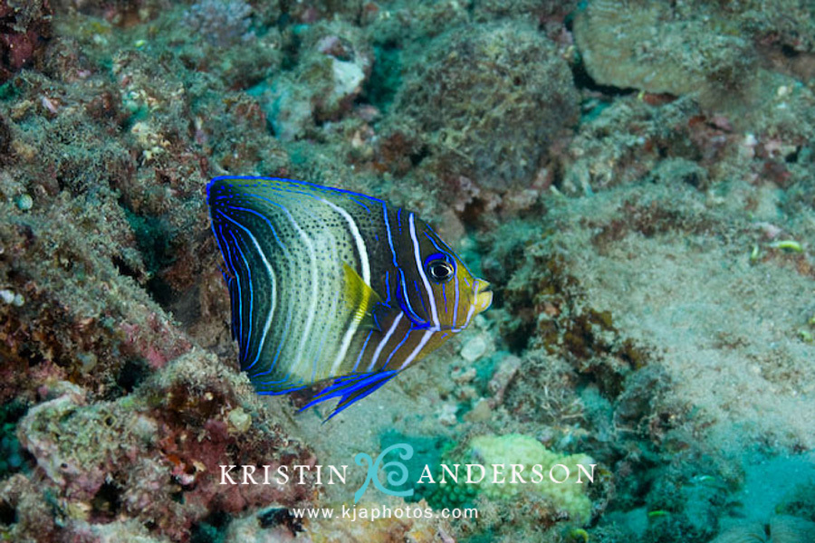 Poisson-ange à demi-cercles