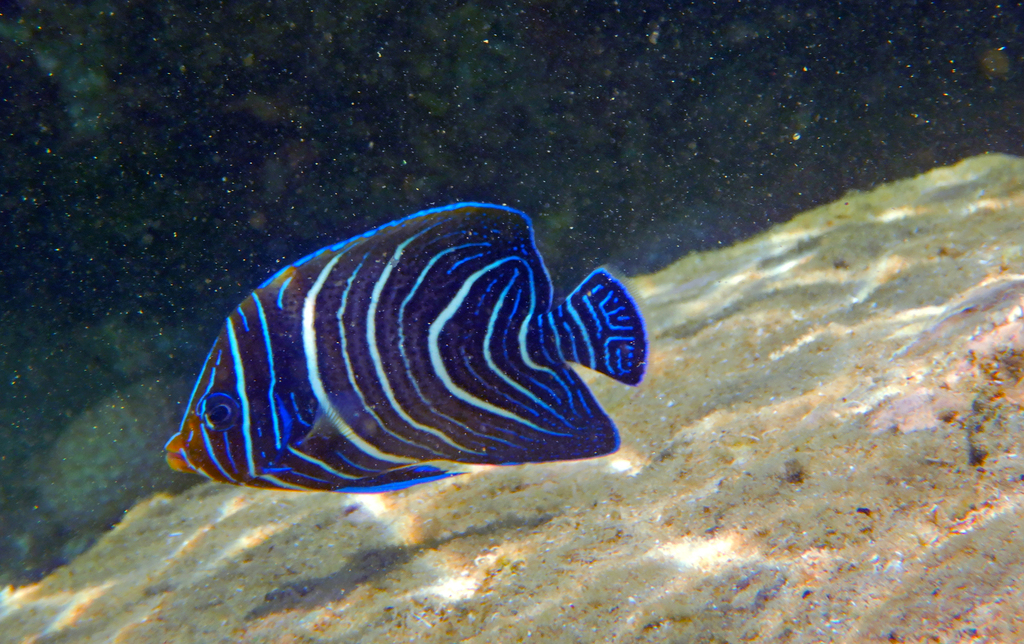 Poisson-ange à demi-cercles