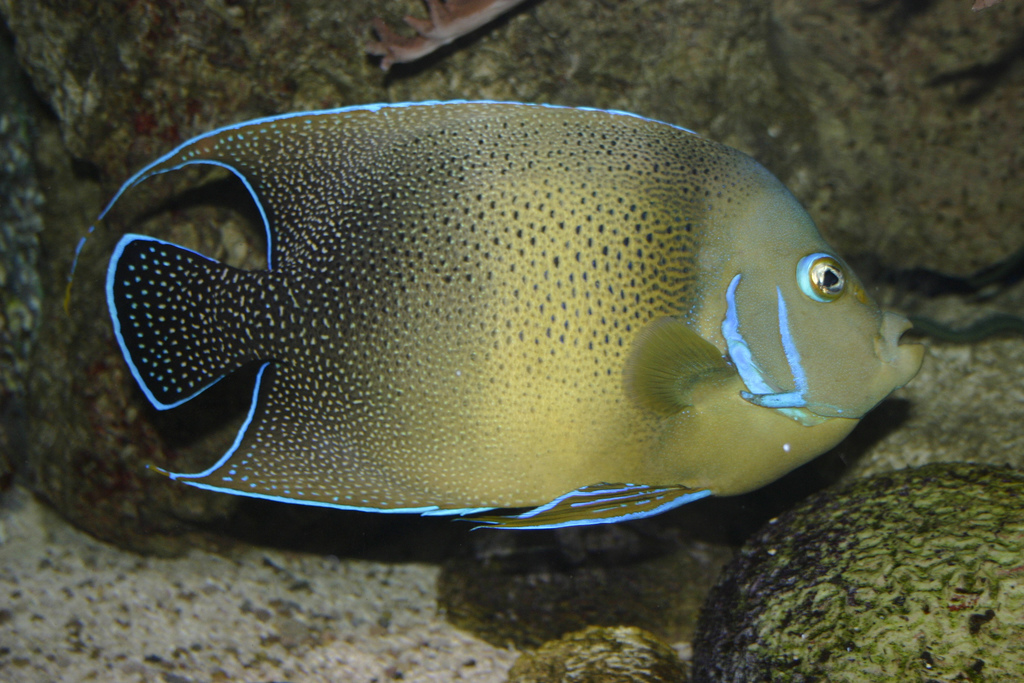 Poisson-ange à demi-cercles