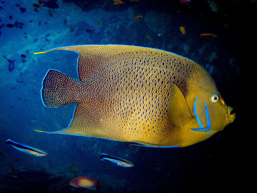 Poisson-ange à demi-cercles
