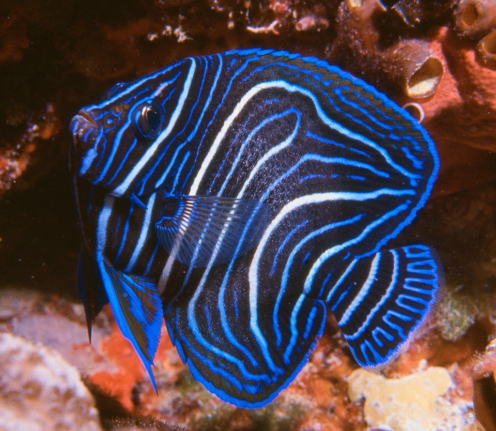 Poisson-ange à demi-cercles