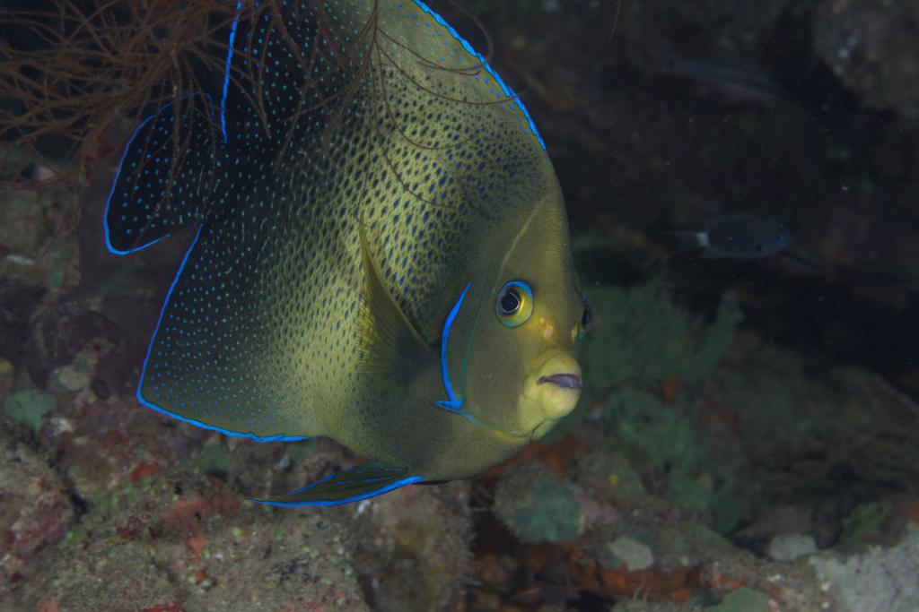 Poisson-ange à demi-cercles