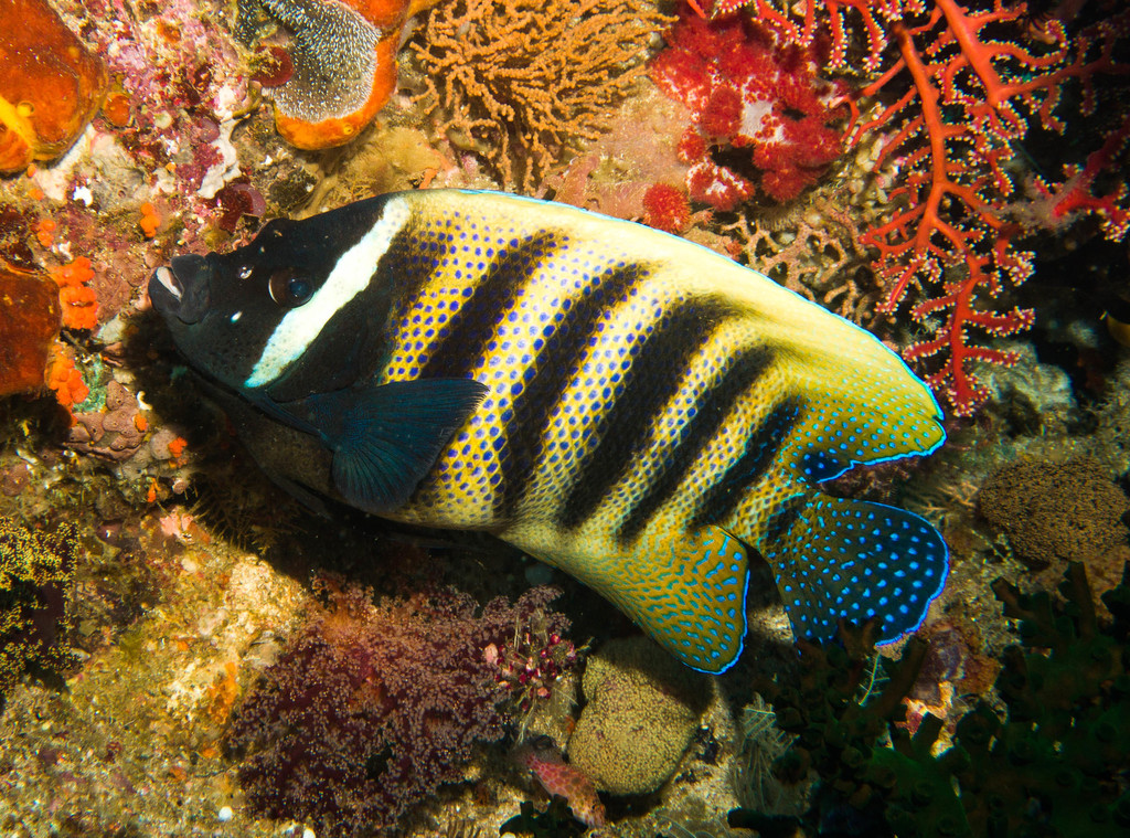 Poisson-ange à six bandes
